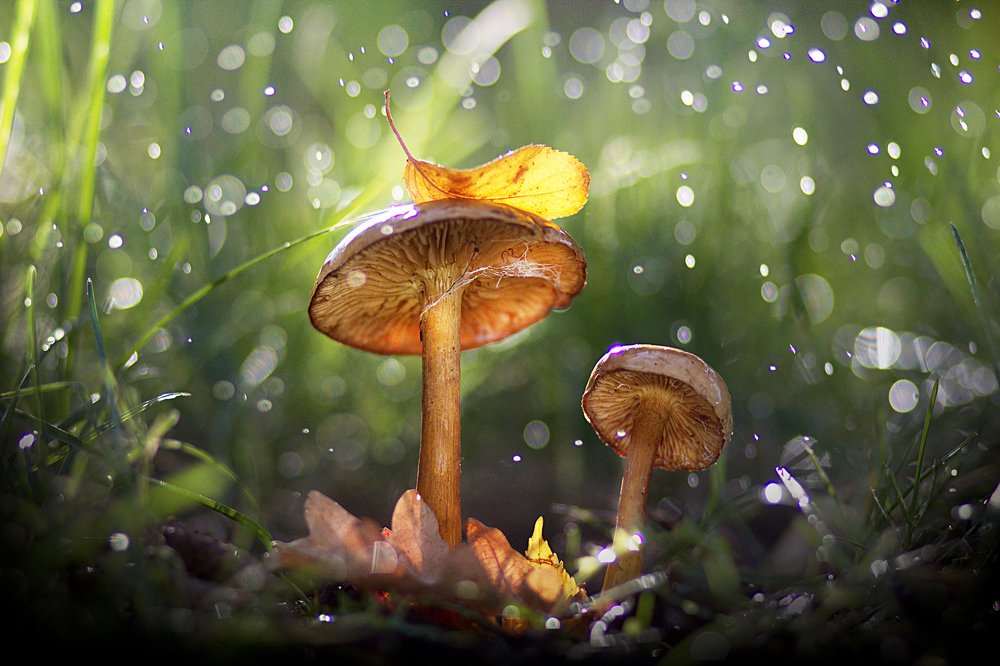 Сказочный лес