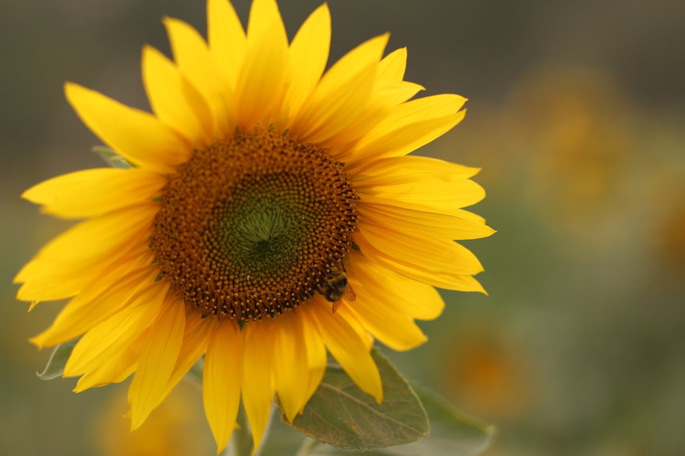 Photograph by Алёна Банционова