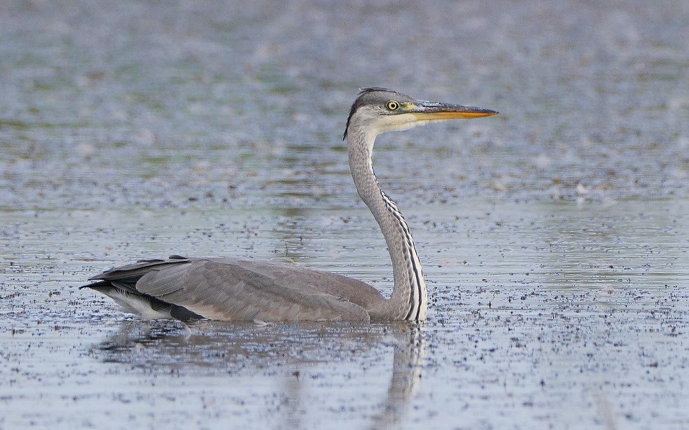 Grey heron (Ardea cinerea)