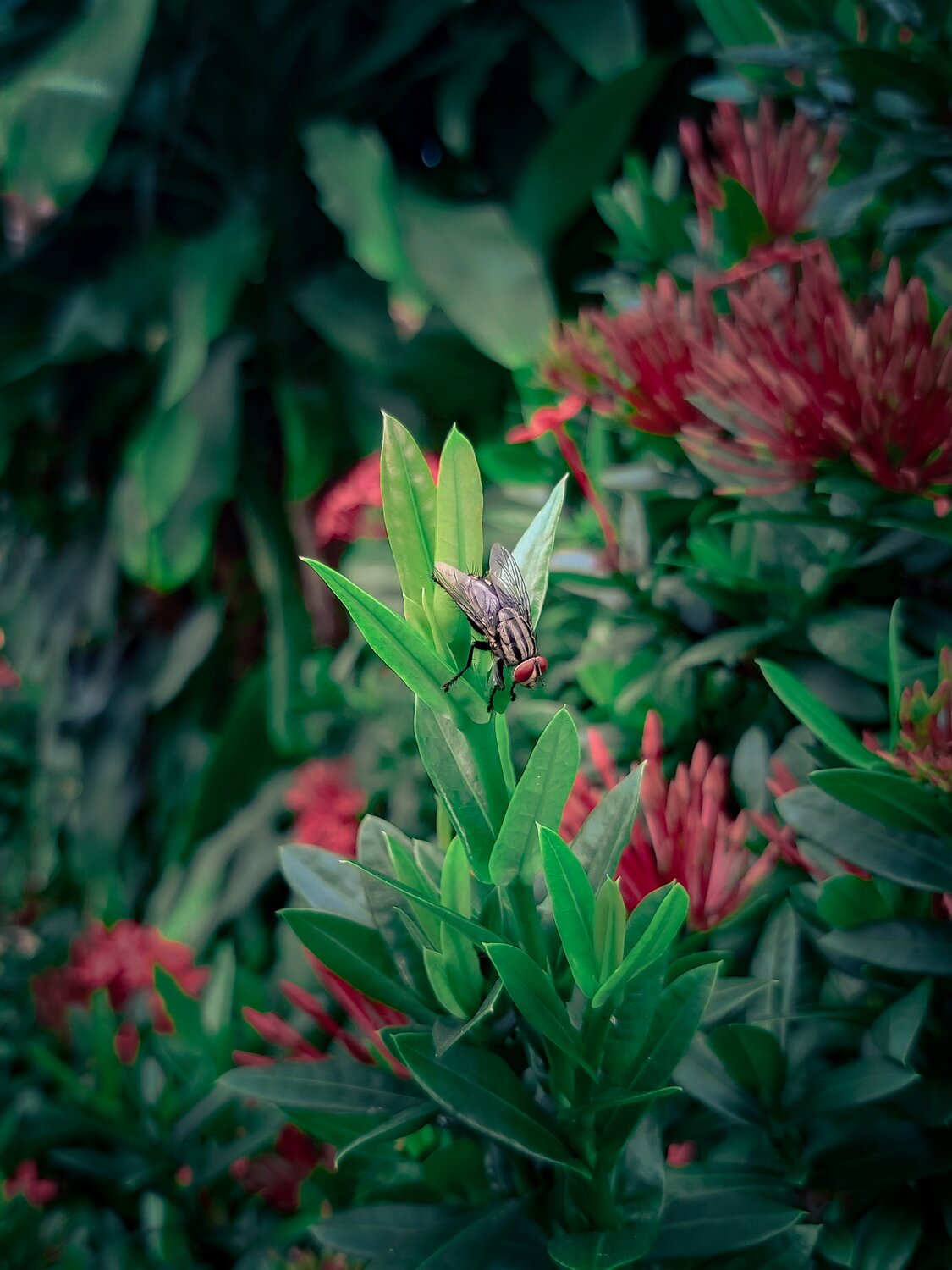 Fly