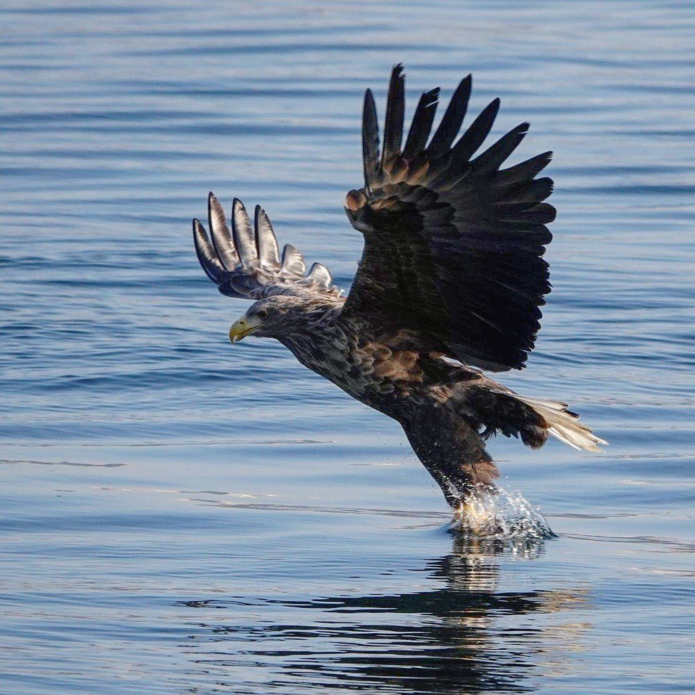 Орлан на охоте.