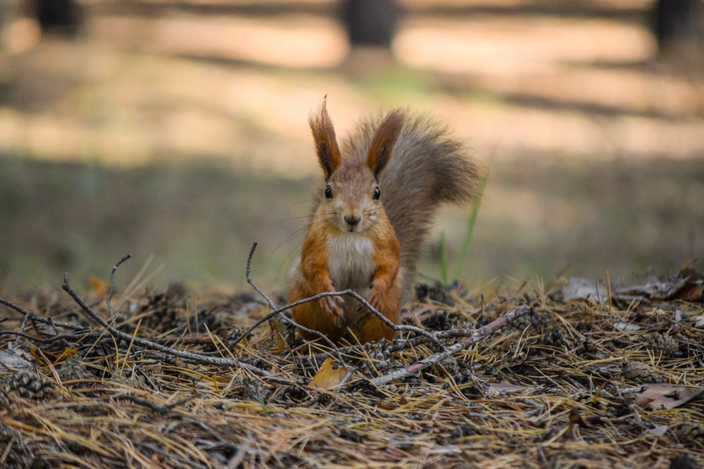 Фотография автора Алексей Боровик