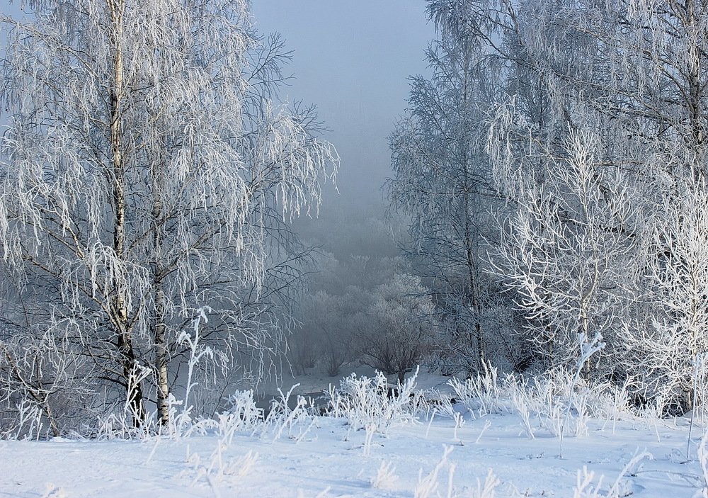 В снежной паутинке.