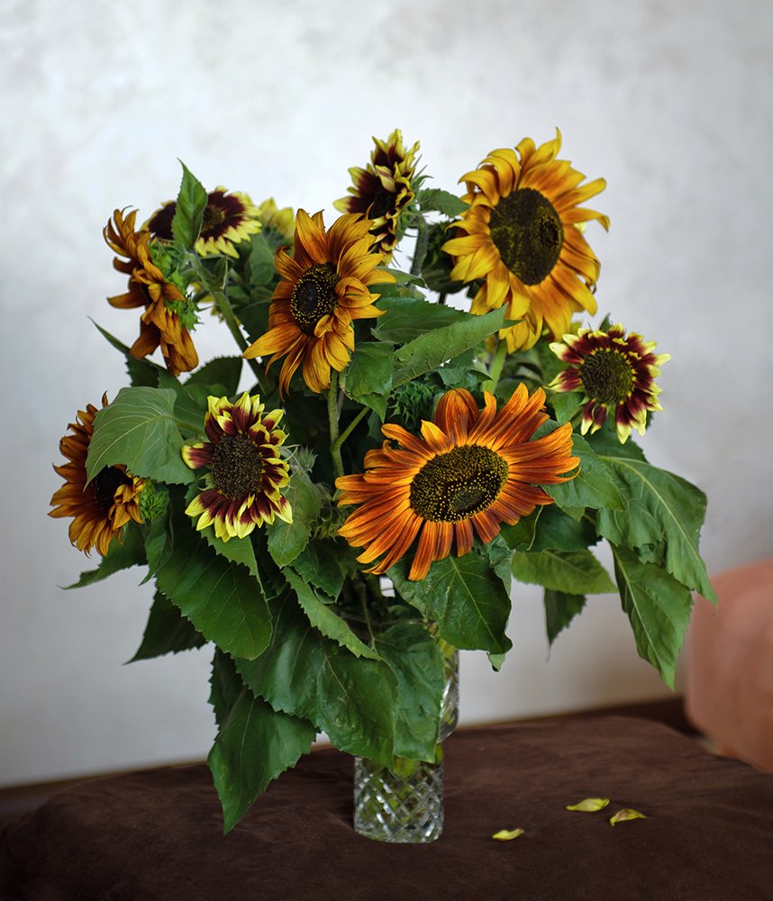 Подсолнухи.