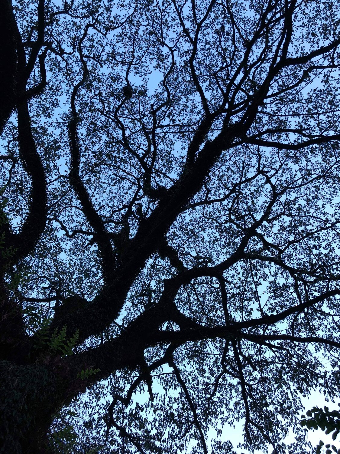 Those leaves tells stories