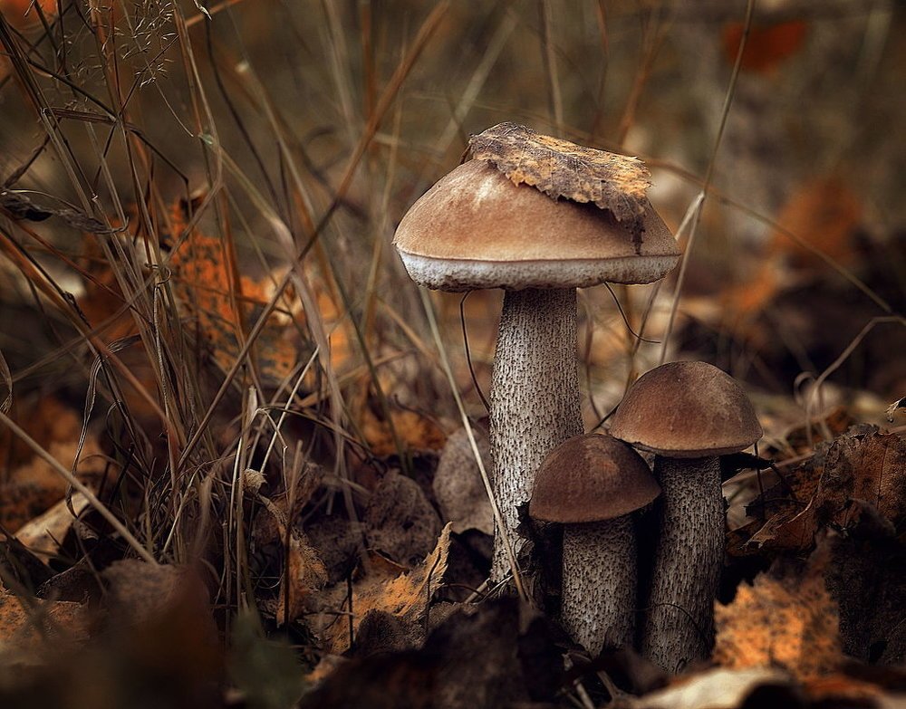 Photograph by Сергей Клапишевский