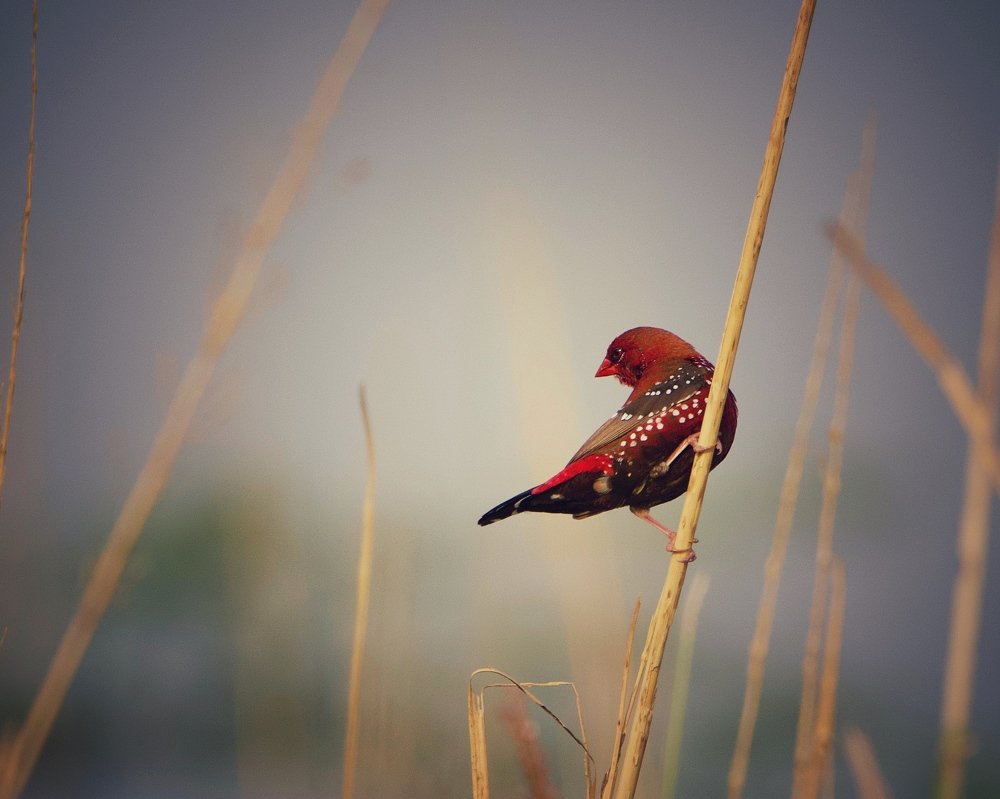 Photograph by Debashis Mohapatra