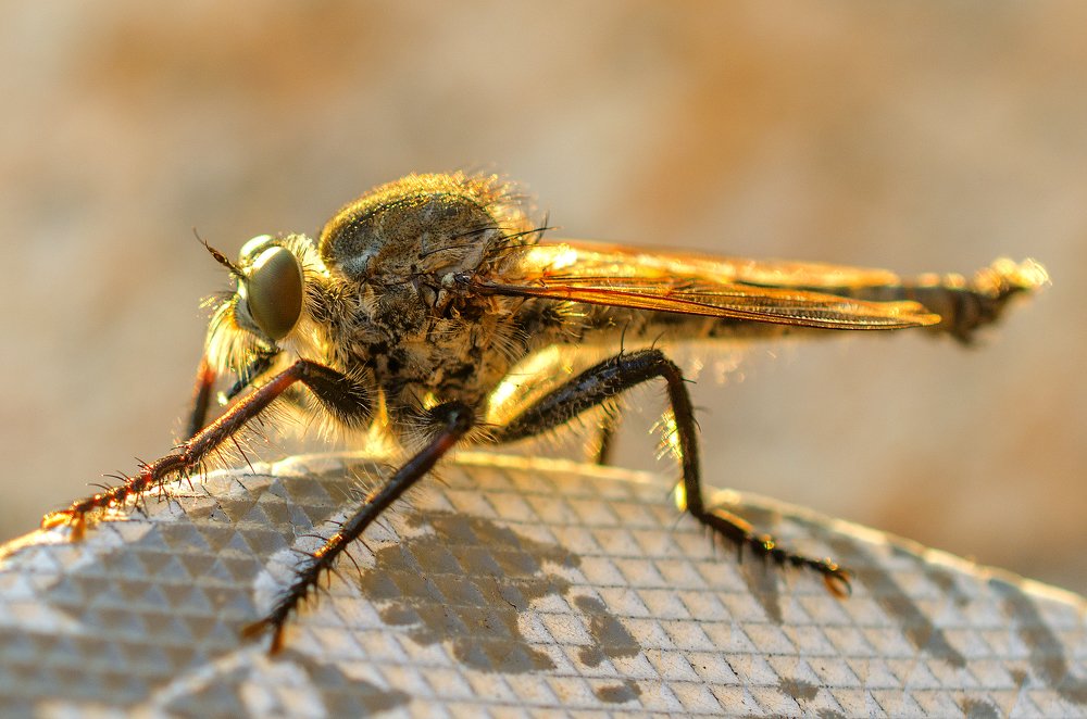 Чудо-Юдо на закате