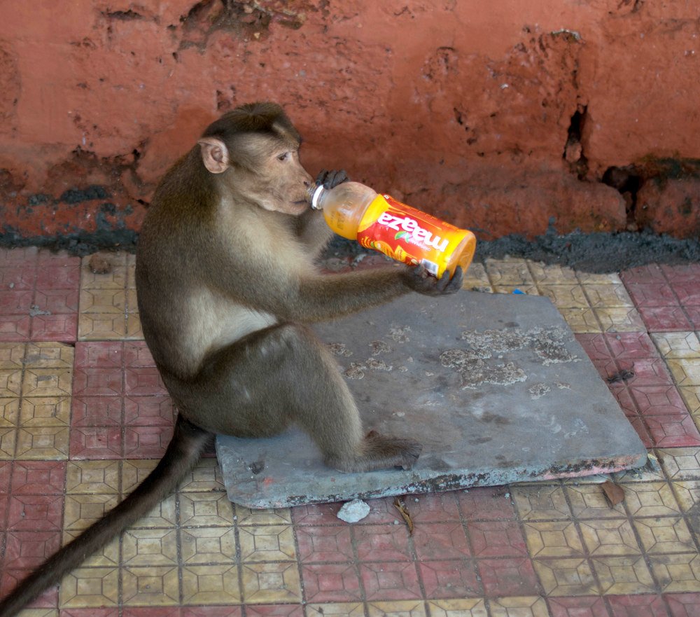 Photograph by Satyaki Acharya
