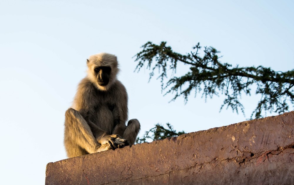 Photograph by Satyaki Acharya