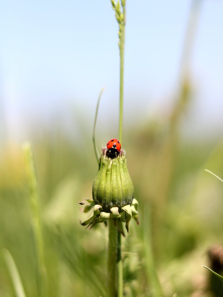 Photograph by Анастасия Рызлеева