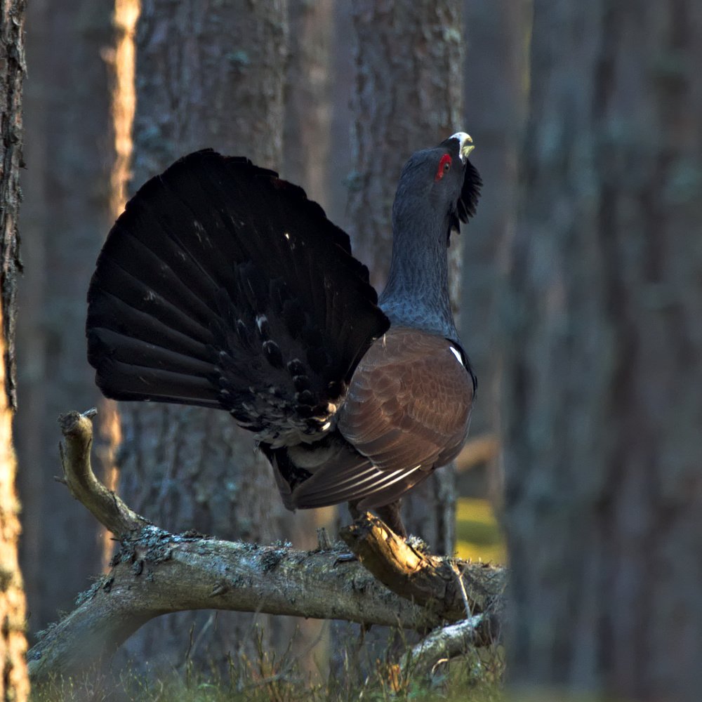 Western capercaillie (Tetrao urogallus)