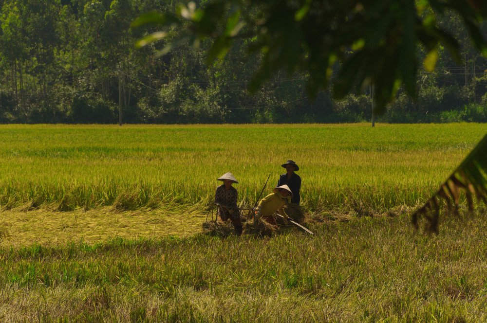Сборщики риса