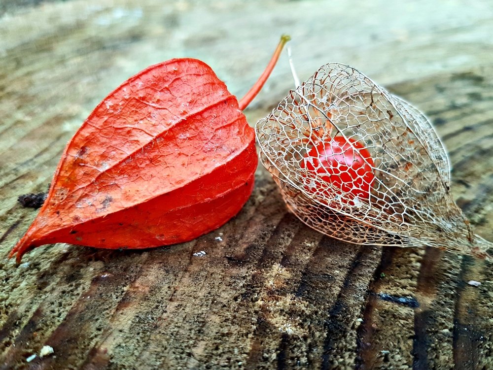 Photograph by Mojca Rebol