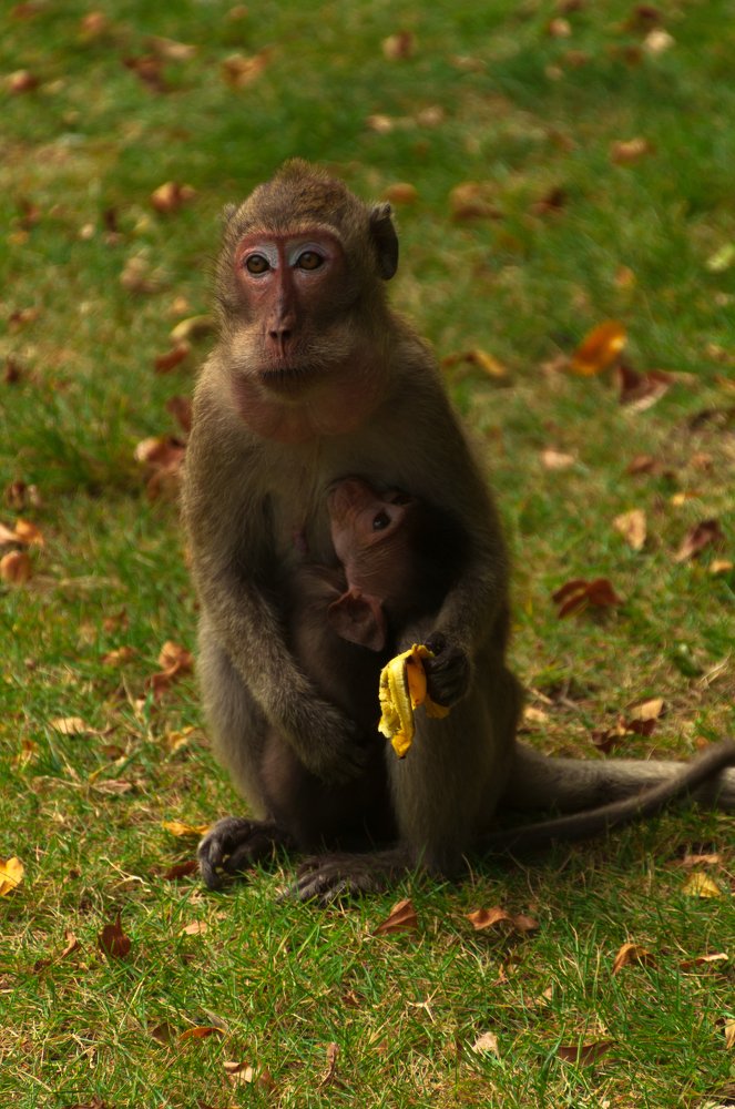 Может еще бананчик?