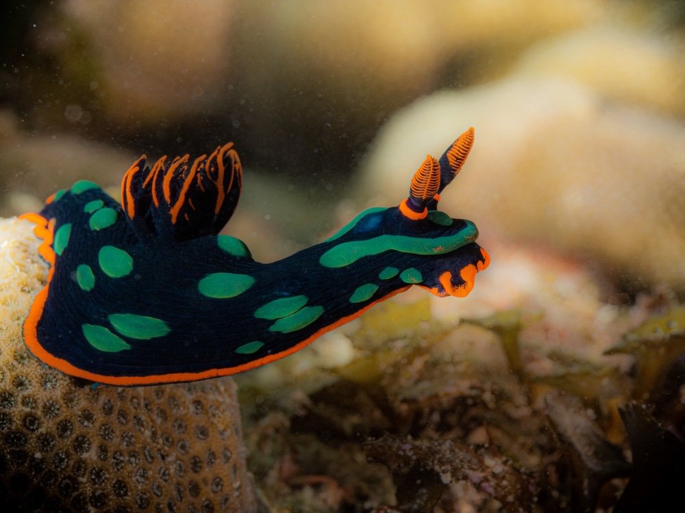 Photograph by Alexander Plakida