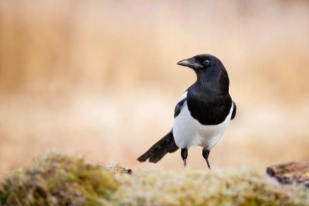Straka obyčajná  (Pica pica)