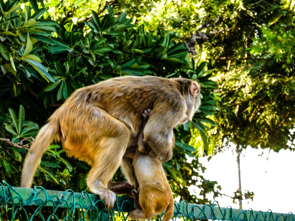 Photograph by Susobhan Biswas