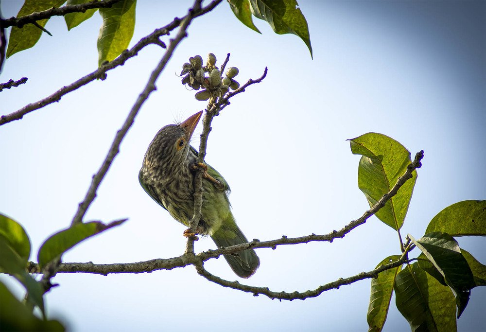 Photograph by Biswajit Das