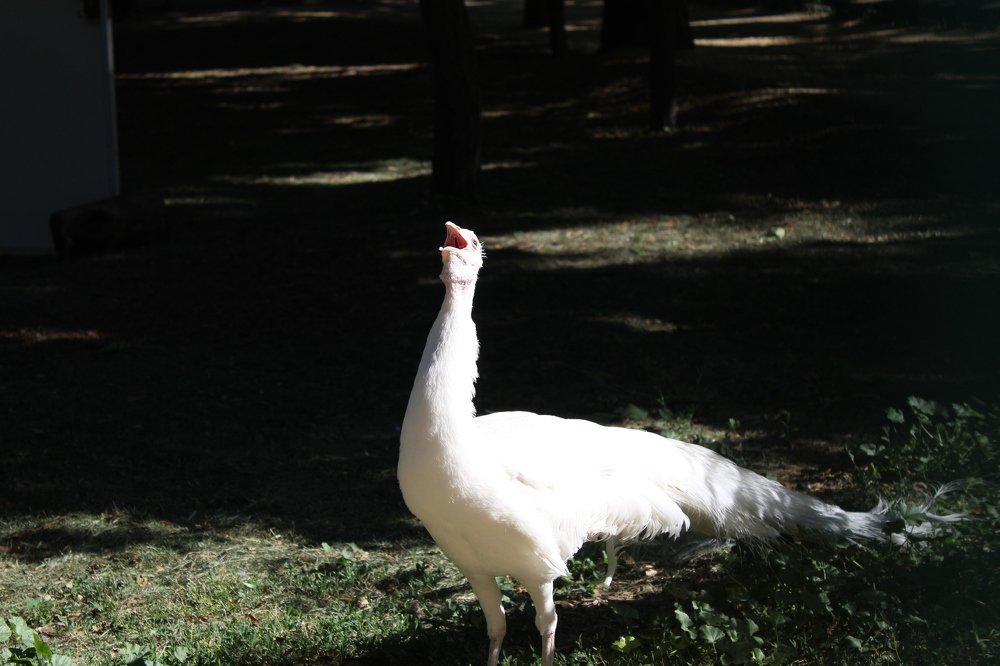 Photograph by Елена Кузнецова