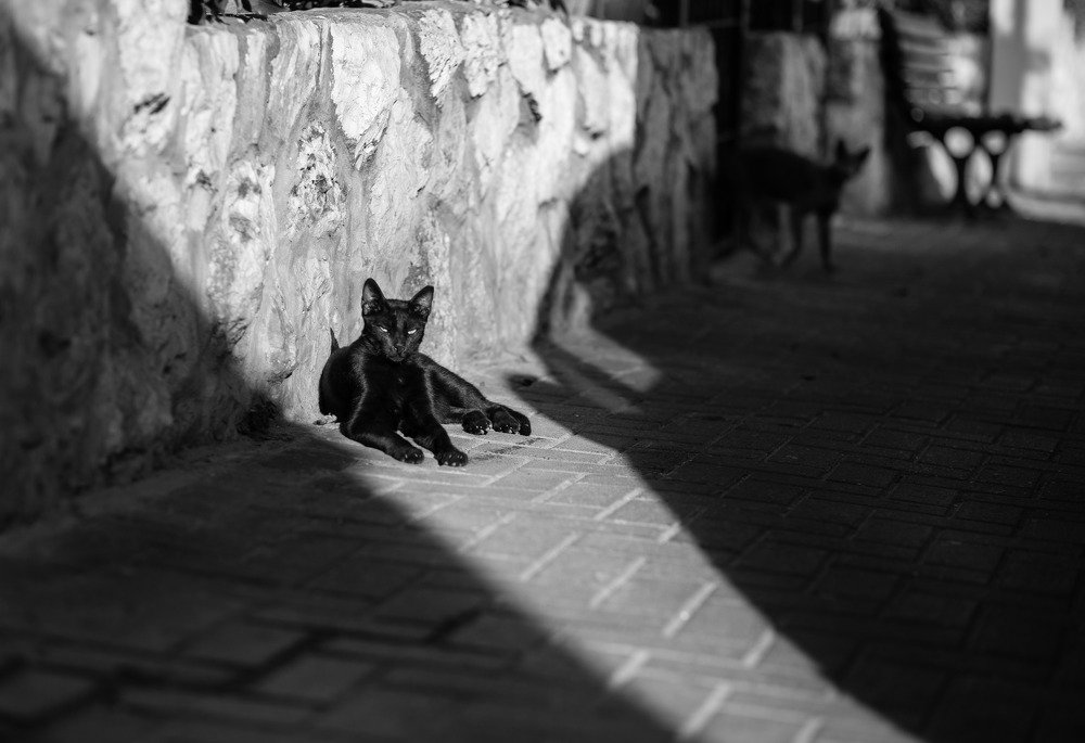 Photograph by ирина лебедева