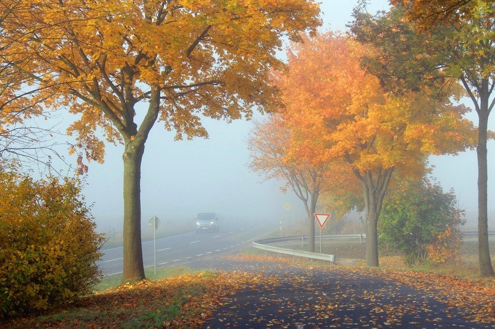 Золото в тумане