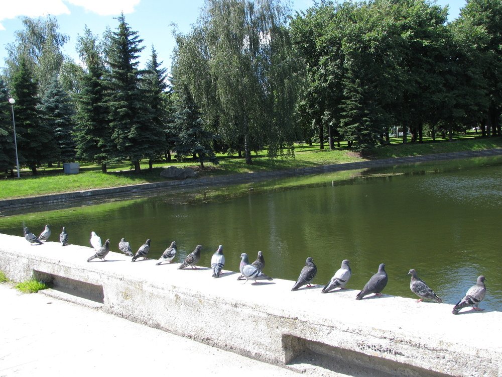 Pigeons