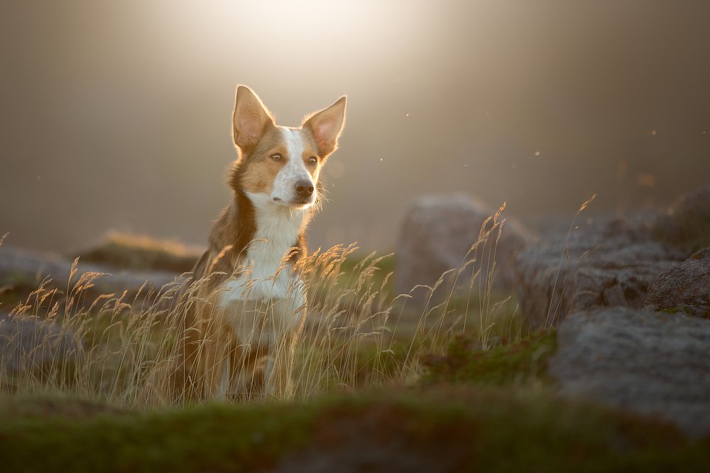 Photograph by Светлана Писарева