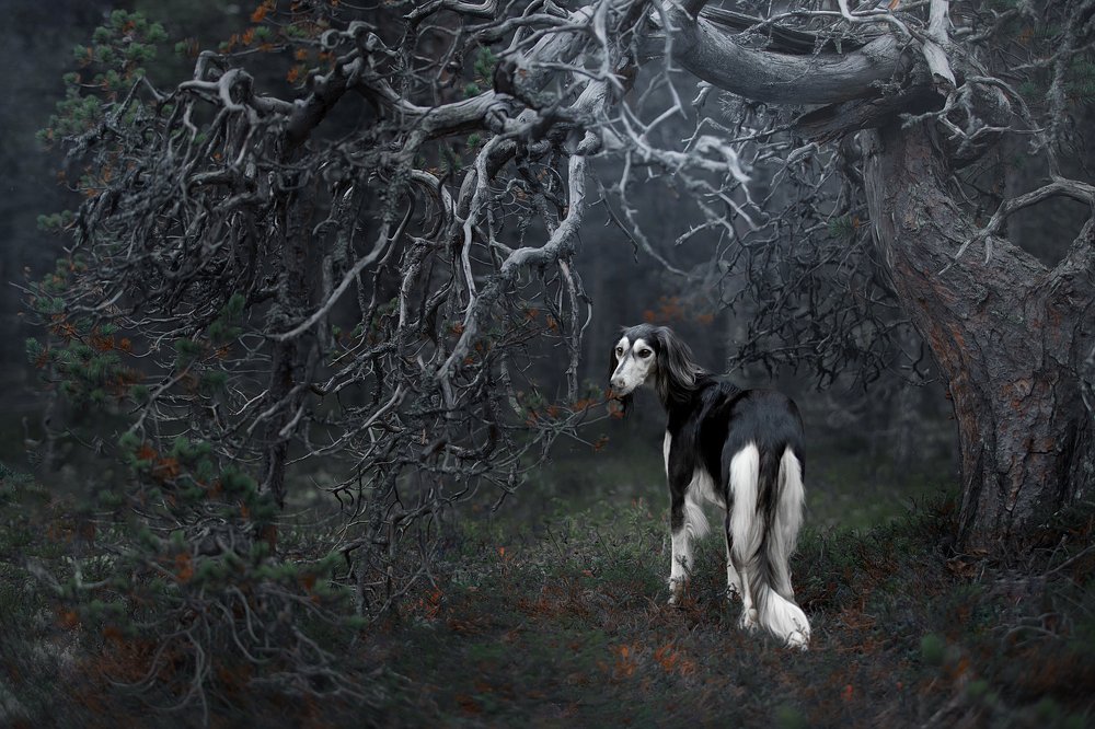 Photograph by Светлана Писарева