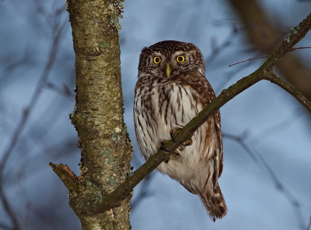 Eurasian pygmy owl (Glaucidium passerinum)