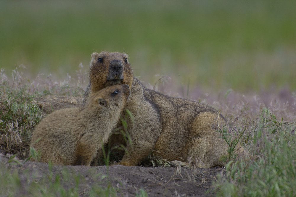 Мама с детенышем