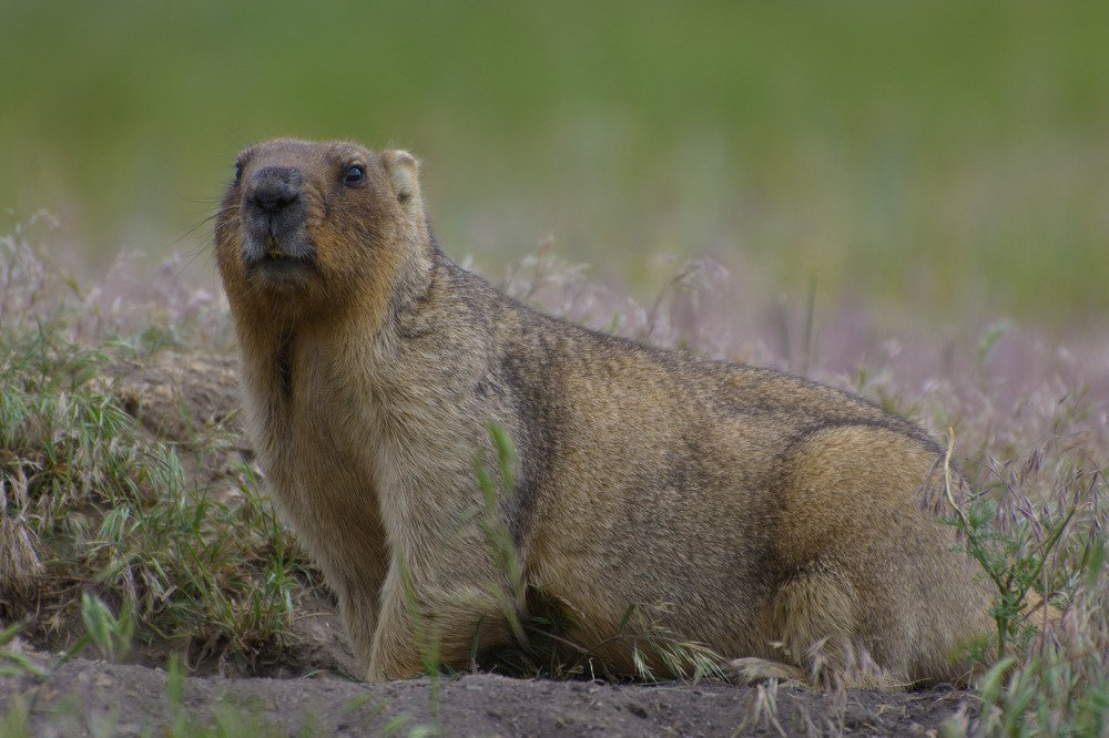 Глава семьи