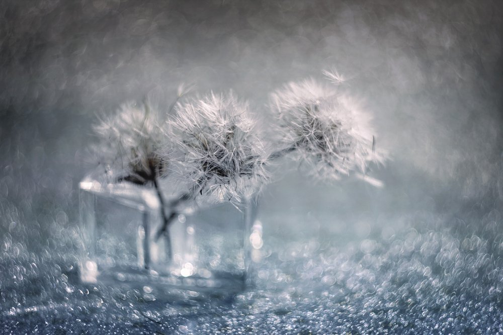 Одуванчики