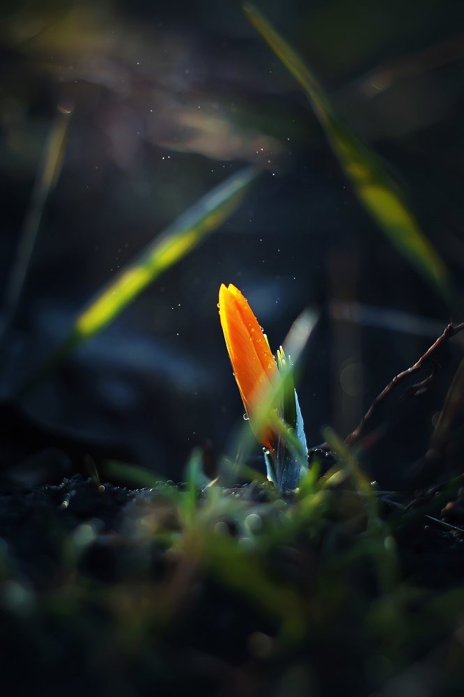 Фотография автора Анастасия Колесникова