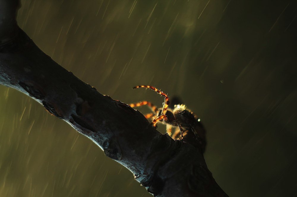 Фотография автора Анастасия Колесникова