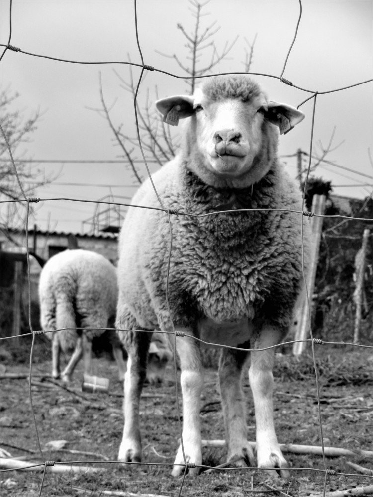 Photograph by Rosângela Verdi