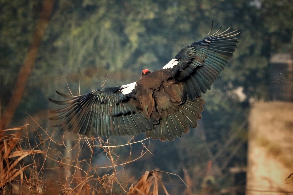 Photograph by Sumit Singh