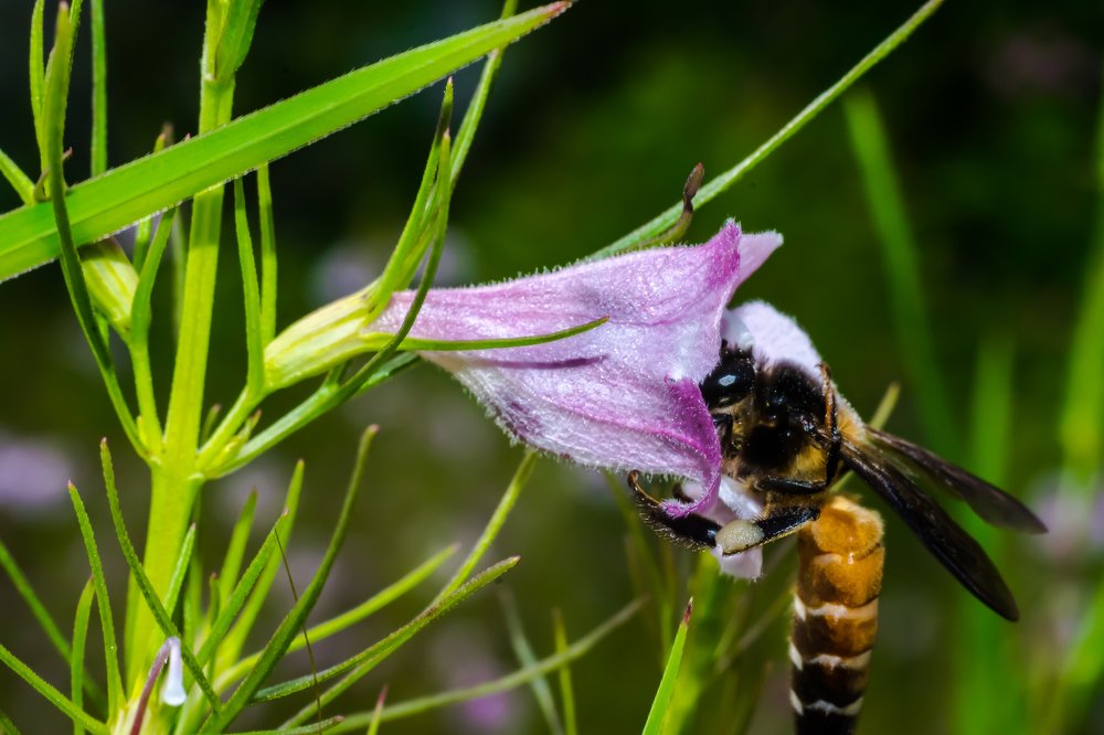 Bee caught in action
