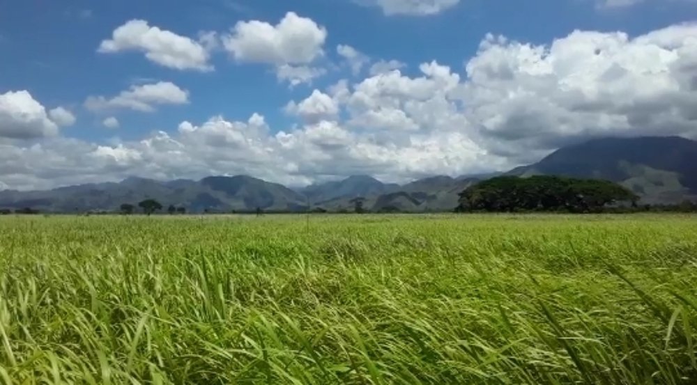 Kunai Grassland