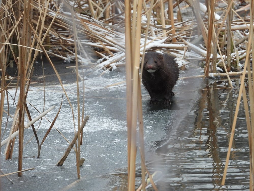 Американская норка (лат. Neovison vison)