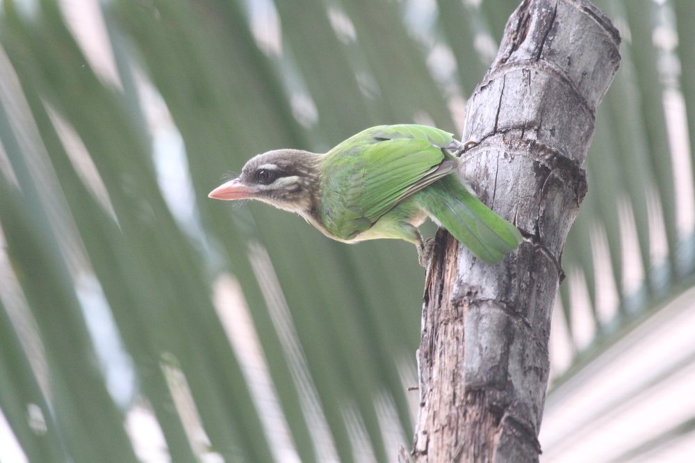 Photograph by Vasanth Pathmanathan