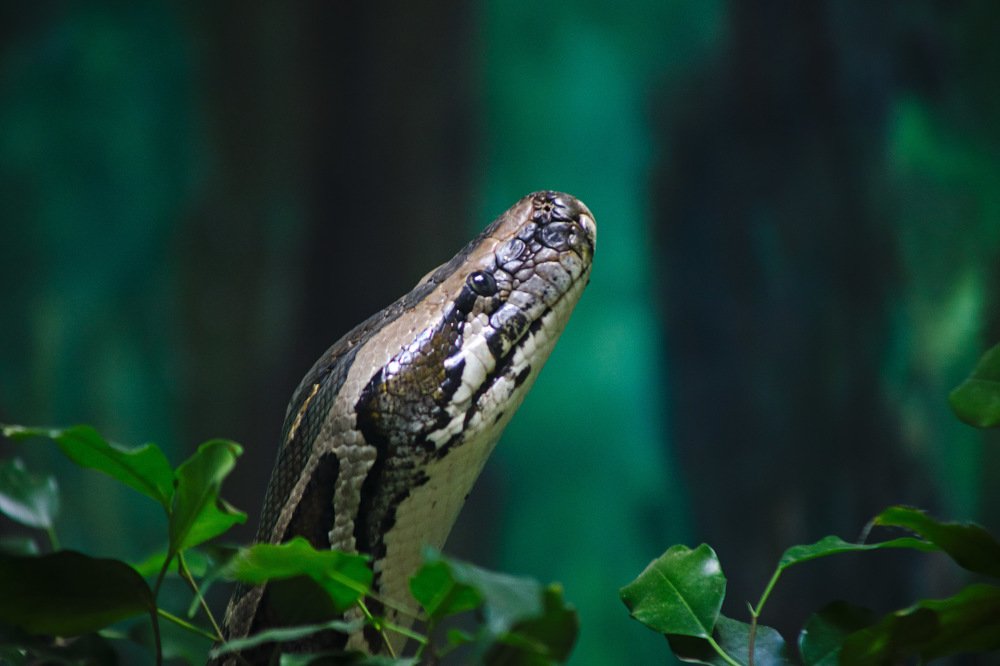 Photograph by Алексей Колоти