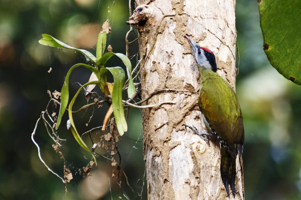 Photograph by Hashin Reza