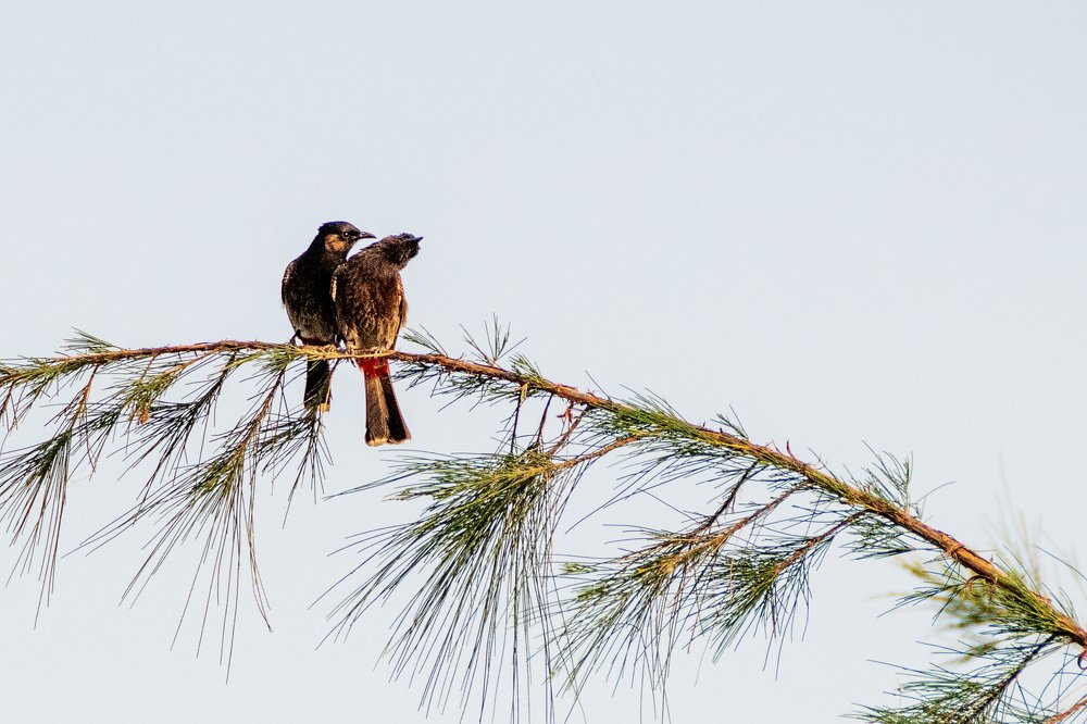 Photograph by Hashin Reza