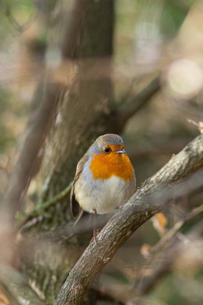 В гостях у Зарянки
