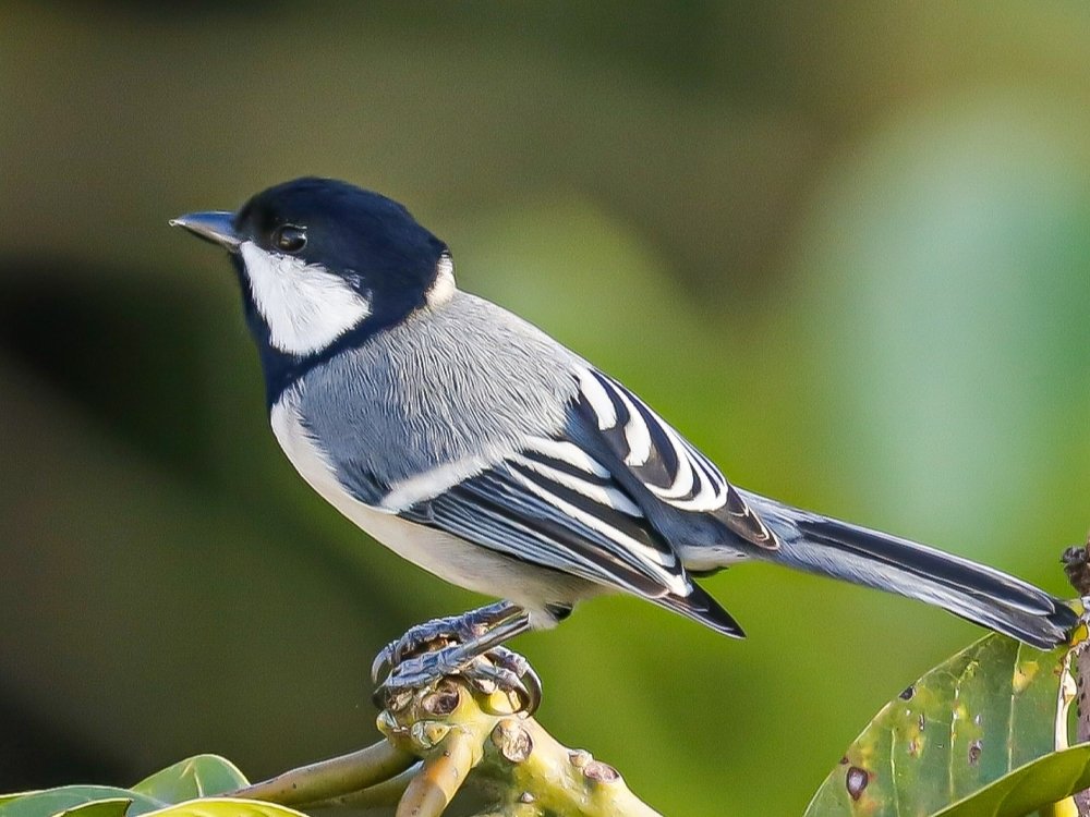 Grey Tit