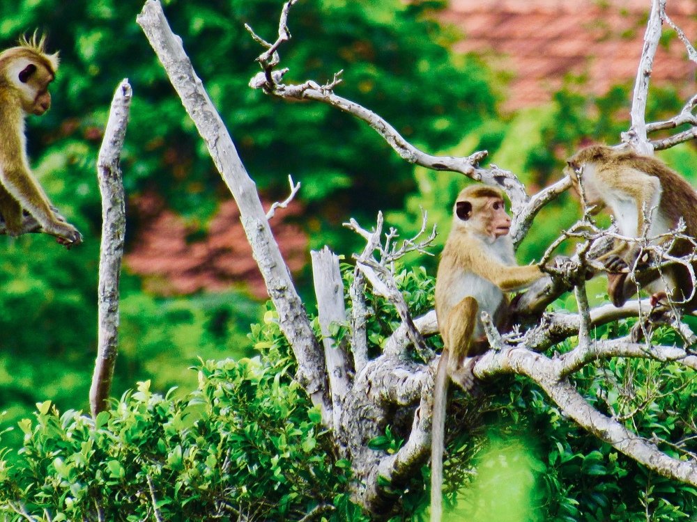 Monkey