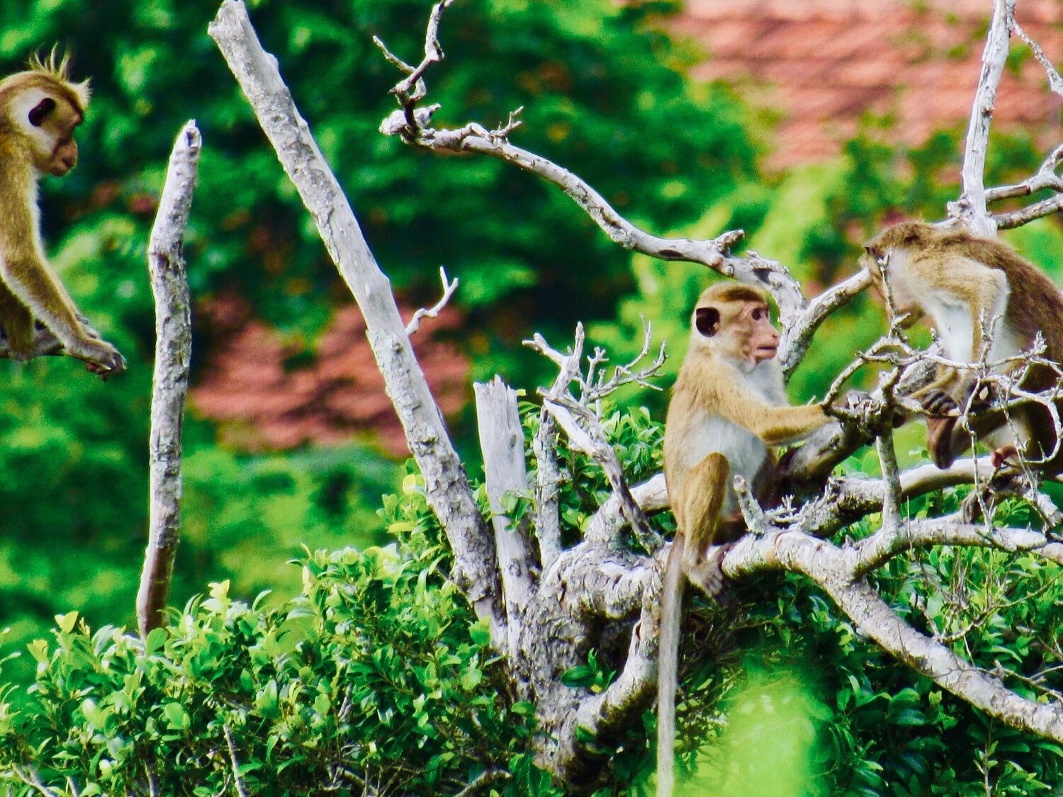 Monkey
