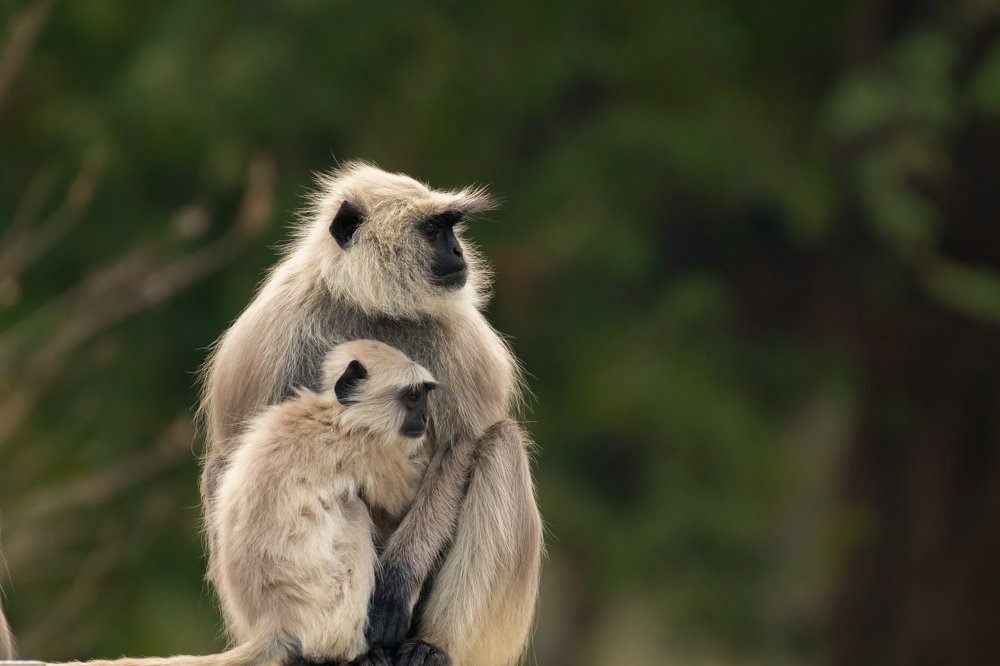 Monkey mother comforting her baby