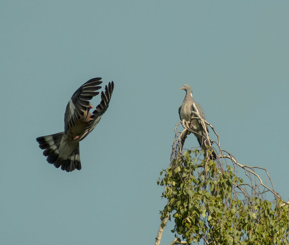 Фотография автора Валентин Амфитеатров
